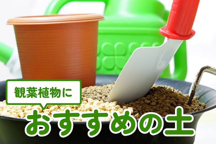 知っておきたい！観葉植物の鉢に「きのこ」が発生する原因と予防