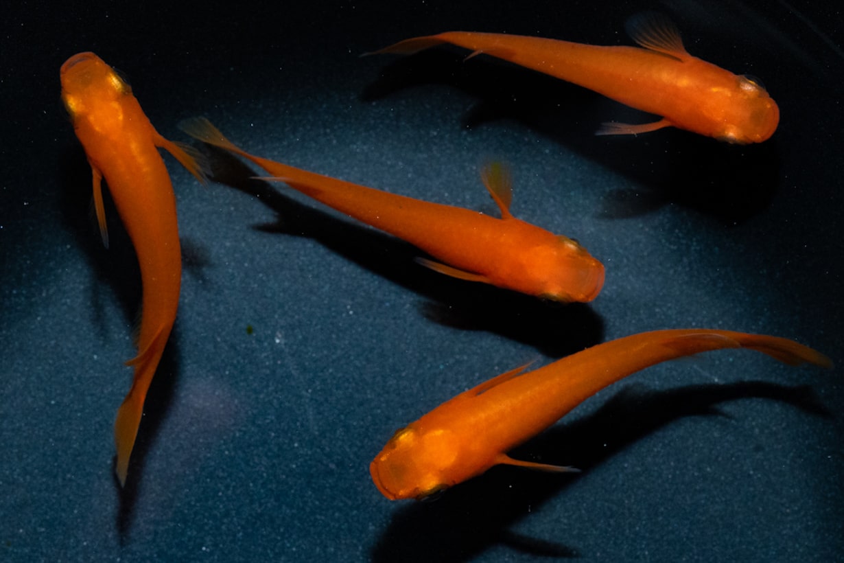 ビックイナバの めだか 《完全屋外飼育 美鈴系朱赤透明鱗 現物》② 去年生まれ Lサイズ 【2ペア、計4匹】 3000円より 新品ビックイナバの めだか 《完全屋外飼育 美鈴系朱赤透明鱗 上質品