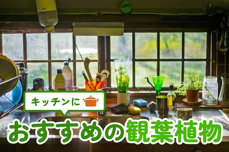 キッチンにおすすめの観葉植物｜日陰でも育つ？ 風水観点からも解説
