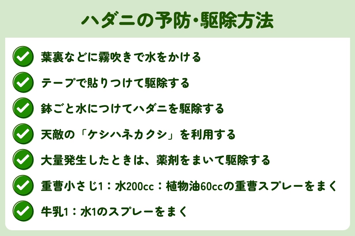 ハダニ被害の防ぎ方・駆除方法