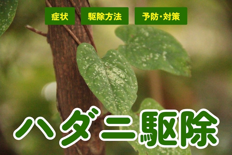 【ハダニの駆除方法】被害や症状、予防対策、症状をくわしく解説！