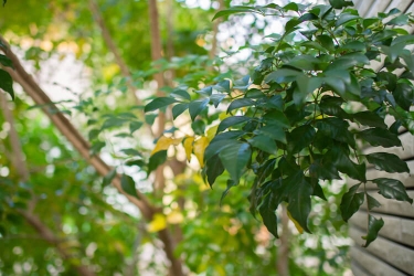 虫の少ない木 シンボルツリーにもおすすめの花 植木11選 となりのカインズさん