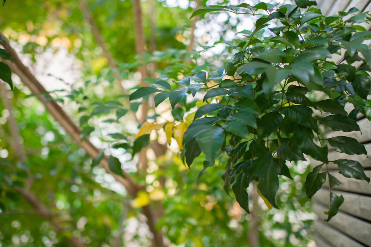 日陰でも元気に育つおすすめの木15選｜目隠しやシンボルツリーに