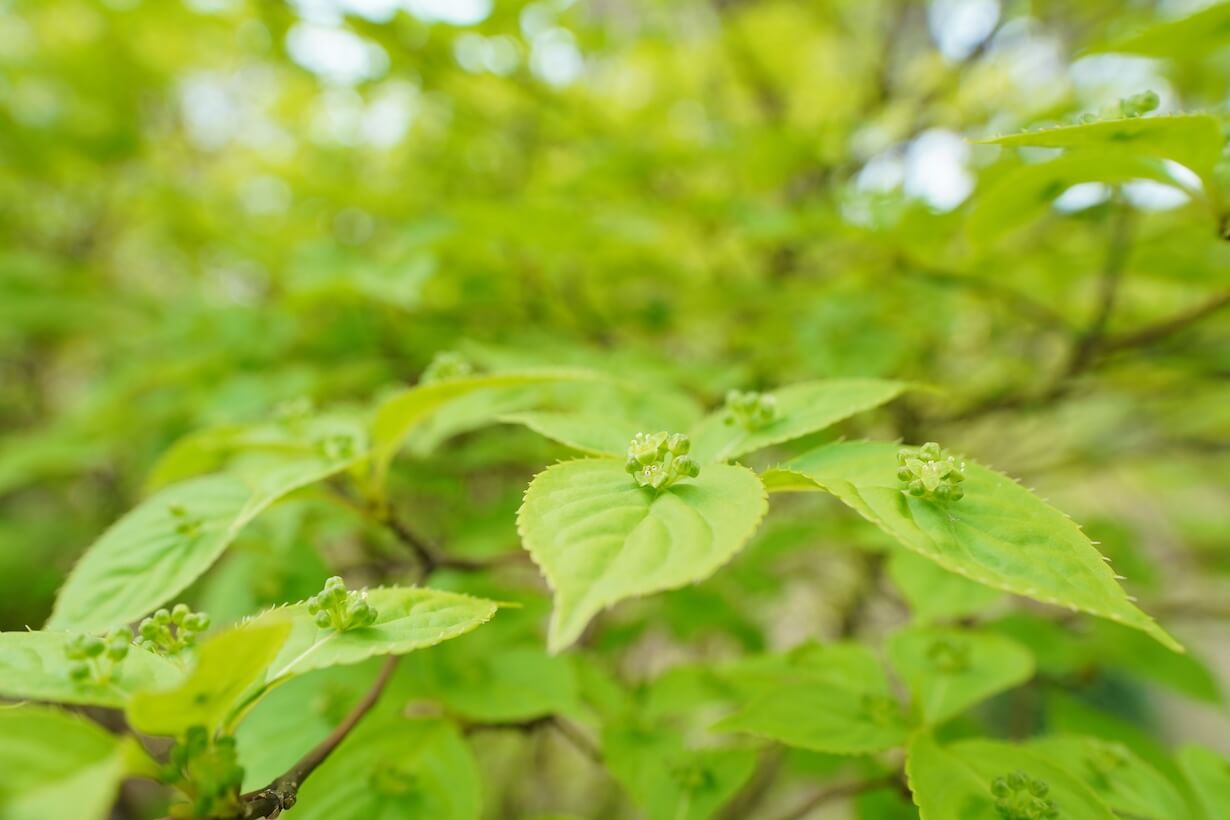 日陰 でも 育つ – 日陰で育つ植物のおすすめの組み合わせ | 四季別/日陰でも育つ花24選!丈が低めで可愛いガーデニング草花 – QBXPGO