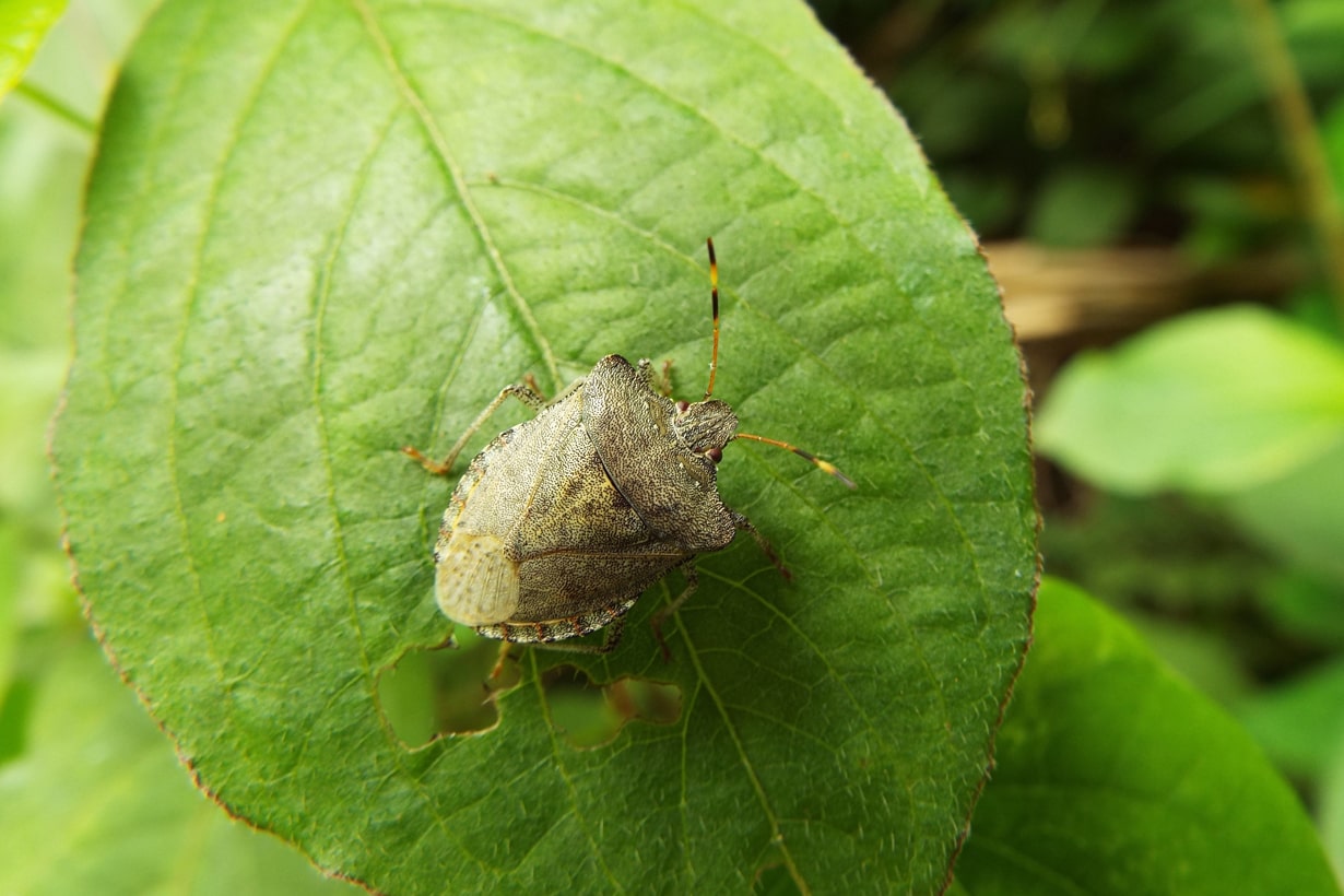 身近で見られるカメムシの種類