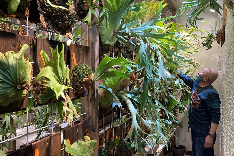 ビカクシダを板付けして、自宅で堪能する方法。DIYと相性バツグン！