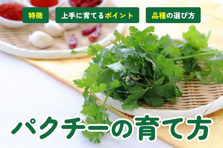 【パクチーの育て方】種まきのコツや長く収穫するポイントを解説