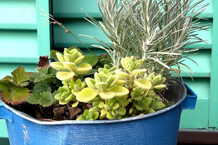 ハーブの寄せ植えの方法とは？ 相性のよい組み合わせも紹介します