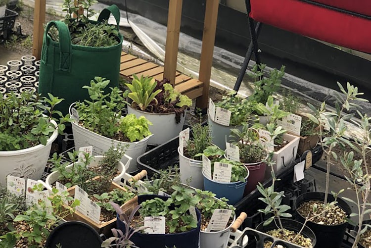 ハーブの寄せ植えの方法とは？ 相性のよい組み合わせも紹介します