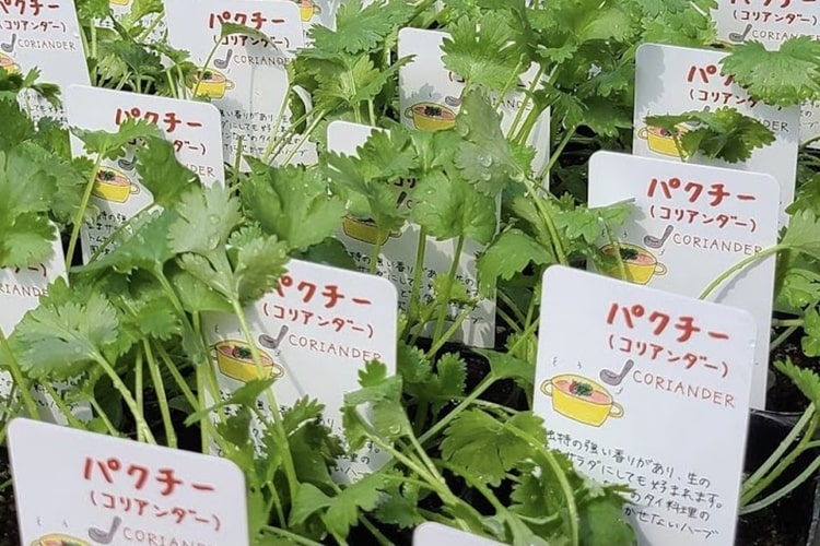 u*a様 人気♡パルプンテ♡極キレイパープル 2苗♡寄せ植え♡カゴ付き