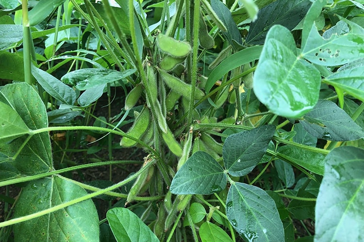 大豆の育て方。プランターで栽培する方法や支柱の立て方を解説