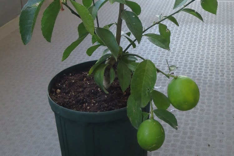 レモンの木の育て方｜ポイントを押さえてレモンの収穫を楽しもう