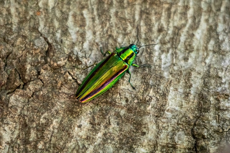 タマムシの飼い方は難易度5？餌の種類や飼育のコツを注意点とともに解説