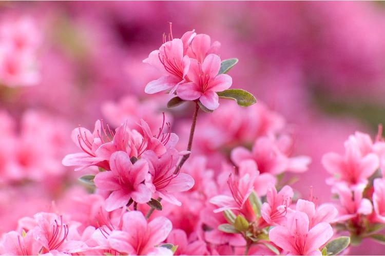 ツツジ、サツキの育て方…栽培の基本から迷いがちな剪定や増やし方まで丸っとご紹介！