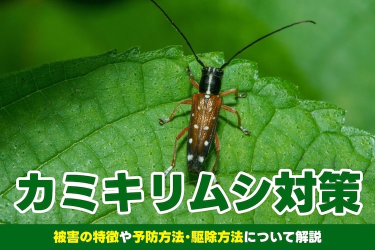 カミキリムシ（テッポウムシ）の対策｜予防と駆除のやり方も解説