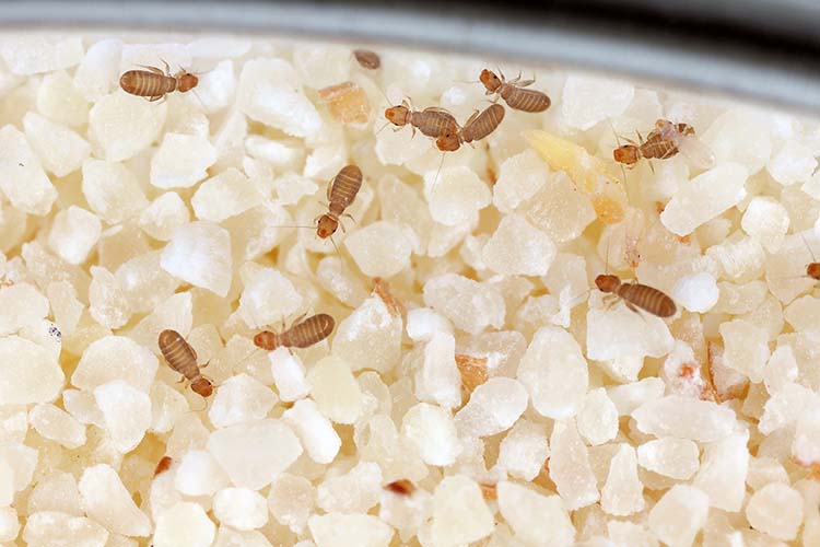 チャタテムシの駆除・予防方法を分かりやすく解説！