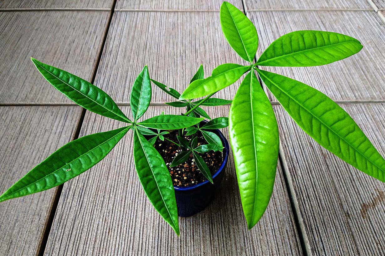 パキラを水挿しで栽培するには 始め方や管理方法 土への植え替え方法を解説 となりのカインズさん パキラを水挿しで栽培するには 始め方や管理方法 土への植え替え方法を解説 となりのカインズさん