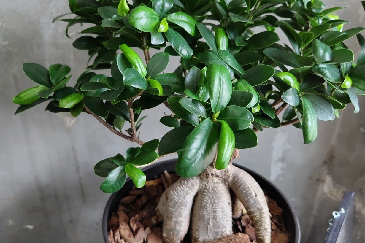 室内で育てられる木の観葉植物11選｜特徴・育て方・風水効果も解説 