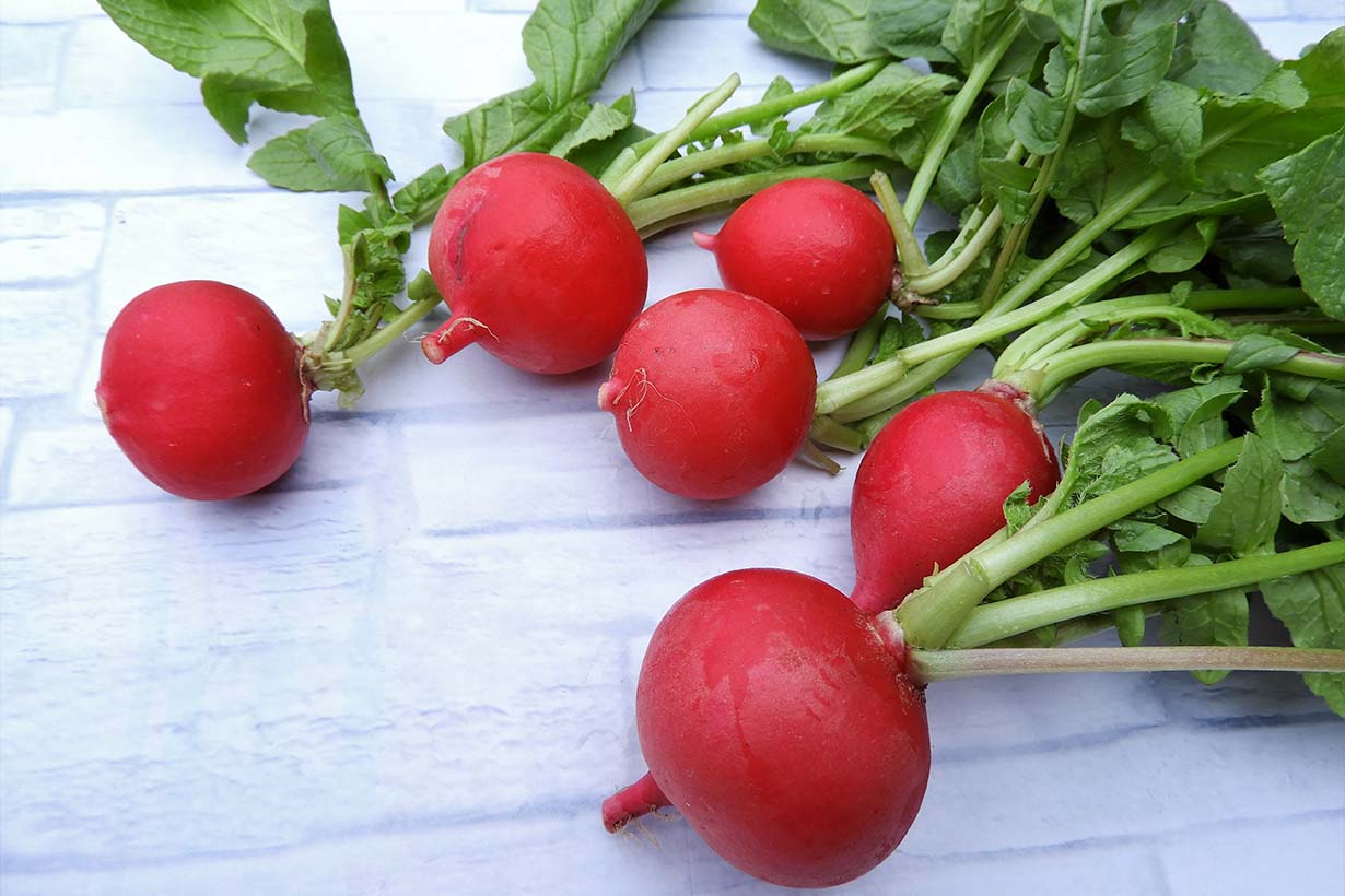 はつか大根の育て方まとめ 家庭菜園に必要なものや手順 注意することを解説 となりのカインズさん