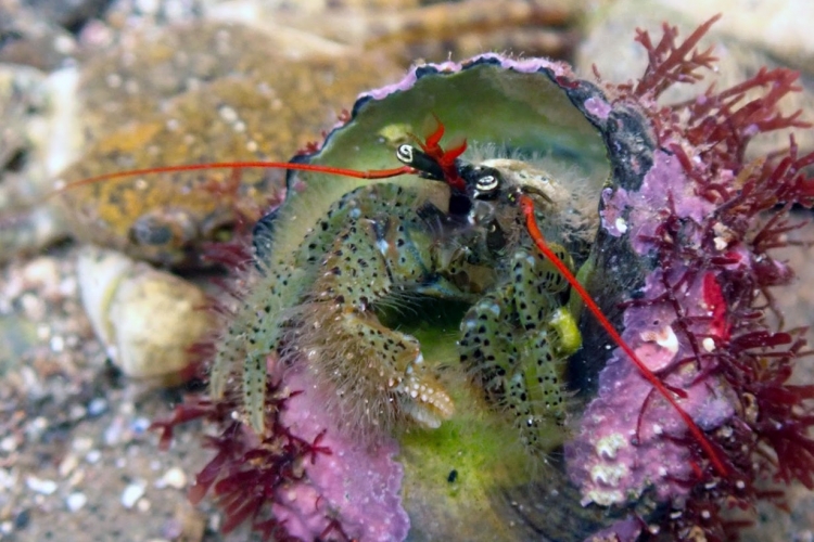 ヤドカリの飼い方】飼育グッズや注意点を陸棲・水棲別に分けて ...