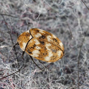 イガの駆除 予防方法を解説 衣類を守るための最適な方法とは となりのカインズさん