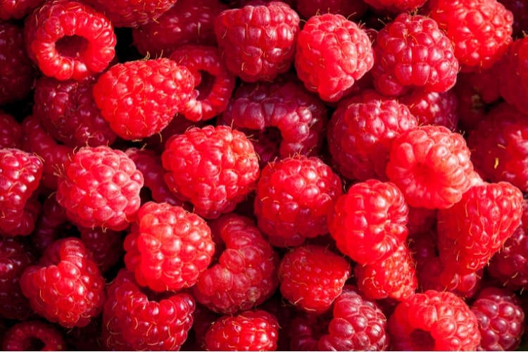 ラズベリーの育て方｜プランターへの鉢植えで育てる方法、支柱の立て方も