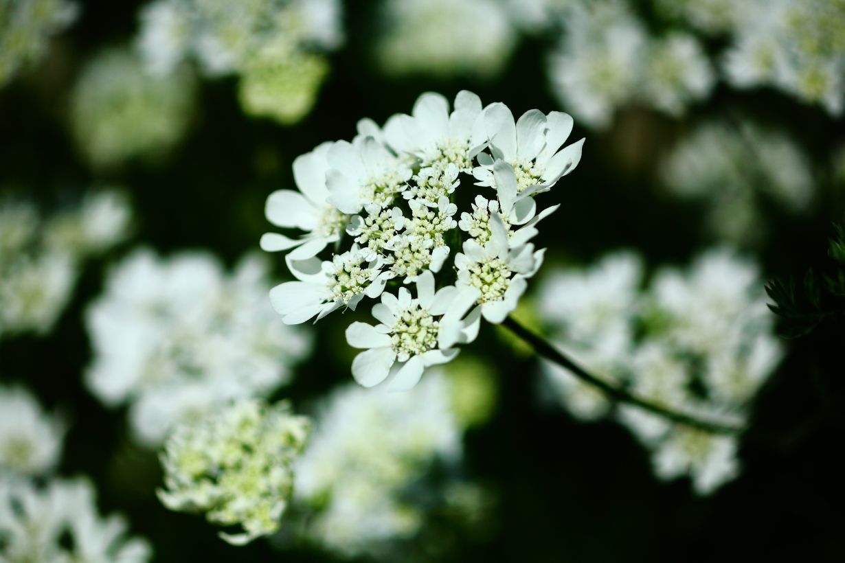 パクチーの育て方や種まき時期を解説 長く収穫するコツとは となりのカインズさん