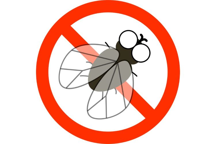 コバエ対策のポイントは？ 発生の原因や種類、駆除方法を解説