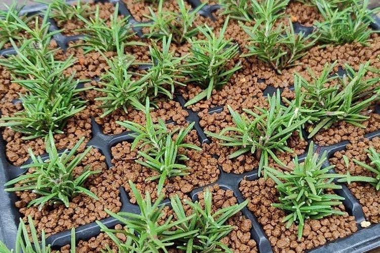 ハーブを挿し木で育てる方法｜ミントやローズマリーなどおすすめ品種も
