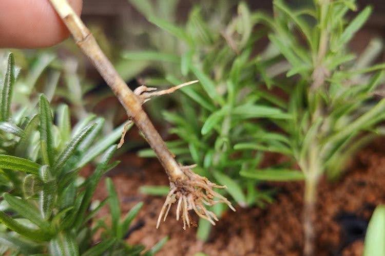 ハーブを挿し木で育てる方法｜ミントやローズマリーなどおすすめ