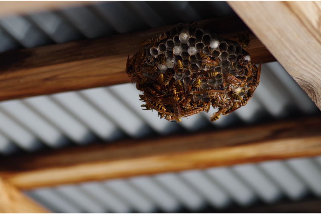 蜂の巣を安全に駆除する方法は？ 蜂の種類の見分け方も紹介 | となりの