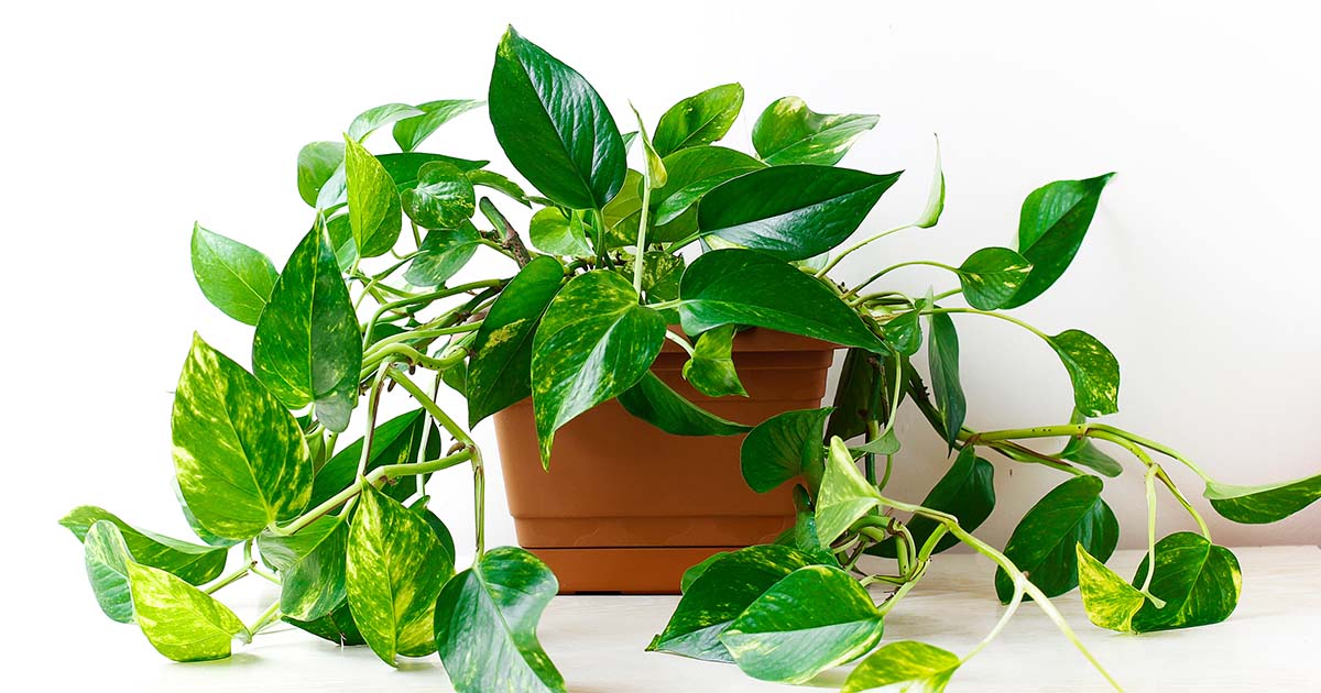 ☆ポトス☆挿し穂用サービスカット☆バンピー5本 ポトスの挿し木 切る場所を写真解説【永久保存版】 | ポトスの育て方