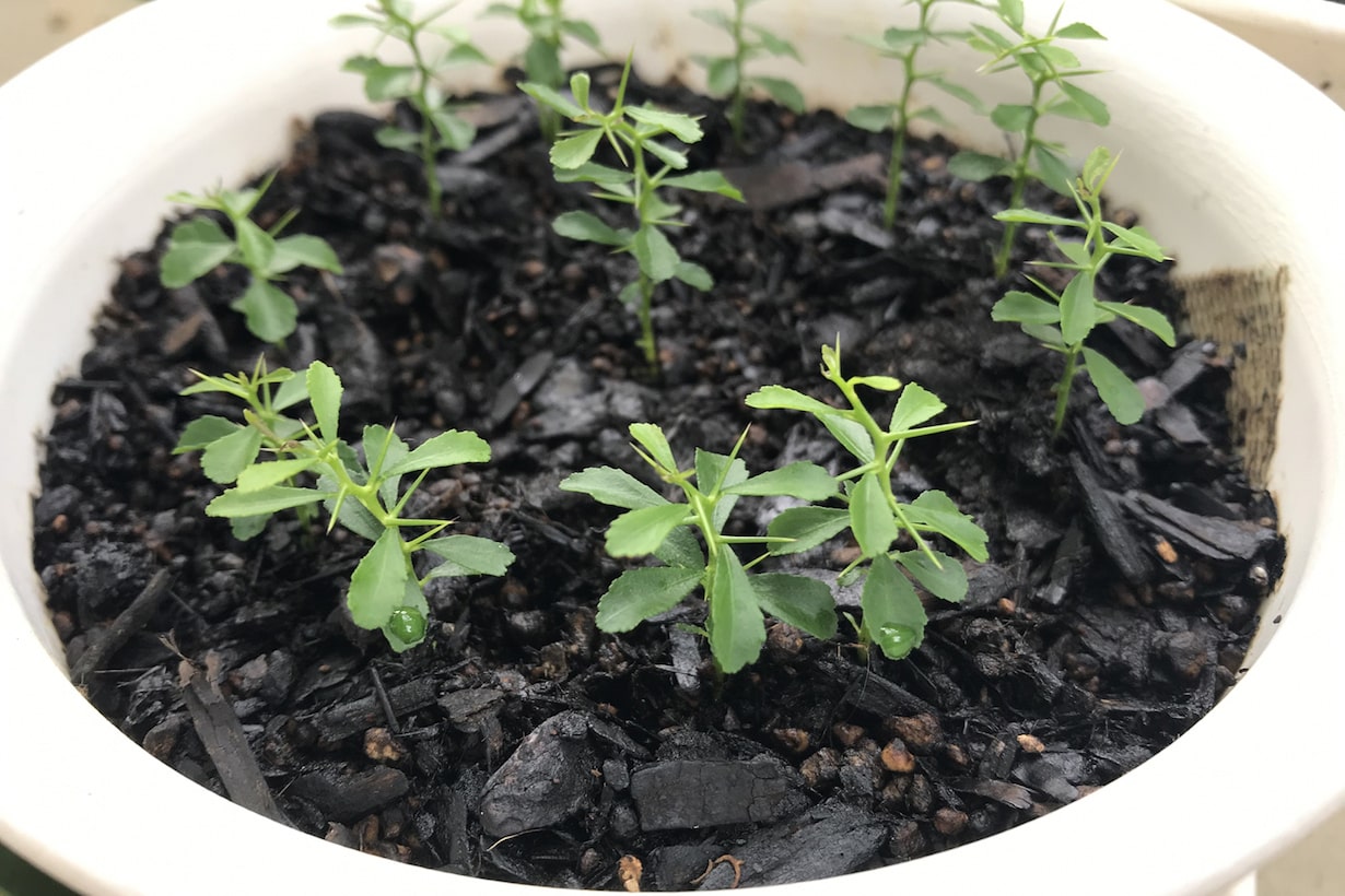 ライムの育て方 鉢植えでの栽培や必要な肥料 冬の対策など紹介します となりのカインズさん ライムの育て方 鉢植えでの栽培や必要な肥料 冬の対策など紹介します となりのカインズさん