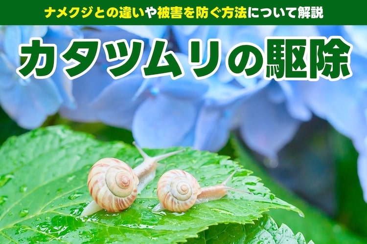 カタツムリの駆除方法｜ 駆除剤やビール、コーヒーを使った方法を解説