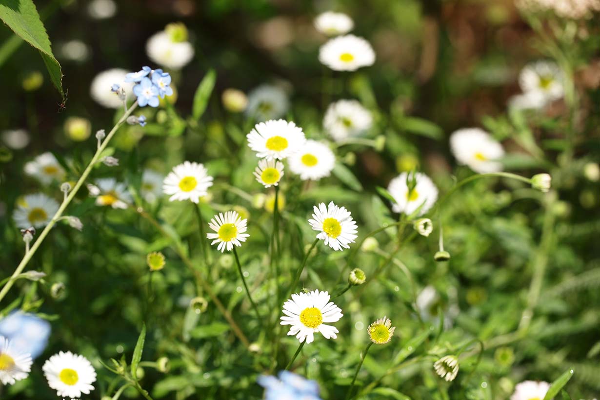 おすすめの宿根草50種 植えっぱなしでも毎年咲くから経済的 となりのカインズさん
