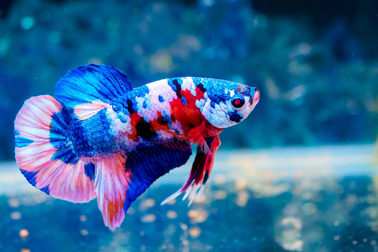 ベタの第一人者が語る！ ベタの飼育方法と華麗なるショーベタの世界