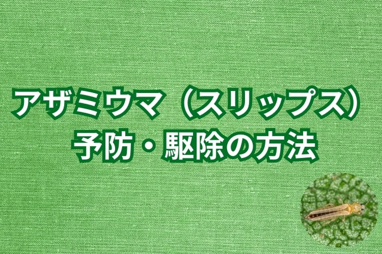 アザミウマ（スリップス）の予防・駆除の方法を解説します
