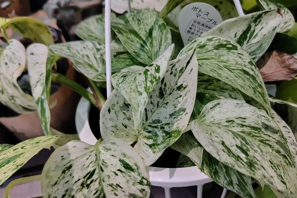 ポトスの増やし方を水挿し・挿し木・株分けに分けて解説 | となりの