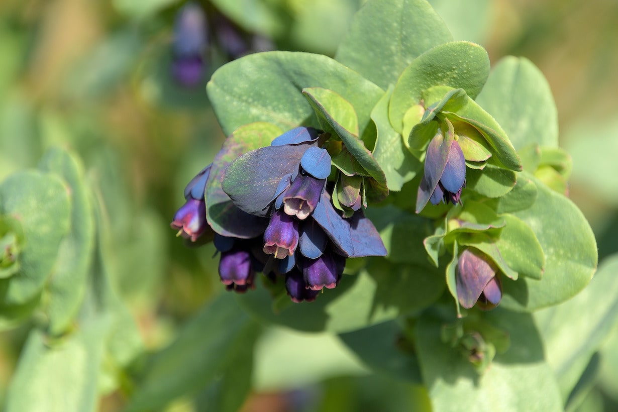 こぼれ種で増えるおすすめの花15選 メリットや注意点も解説 となりのカインズさん