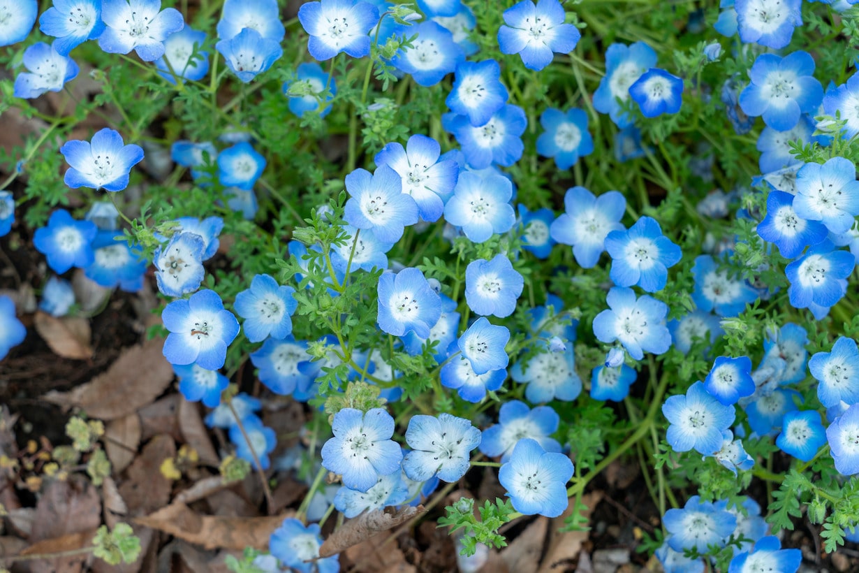 こぼれ種で増えるおすすめの花15選 メリットや注意点も解説 となりのカインズさん こぼれ種で増えるおすすめの花15選 メリットや注意点も解説 となりのカインズさん