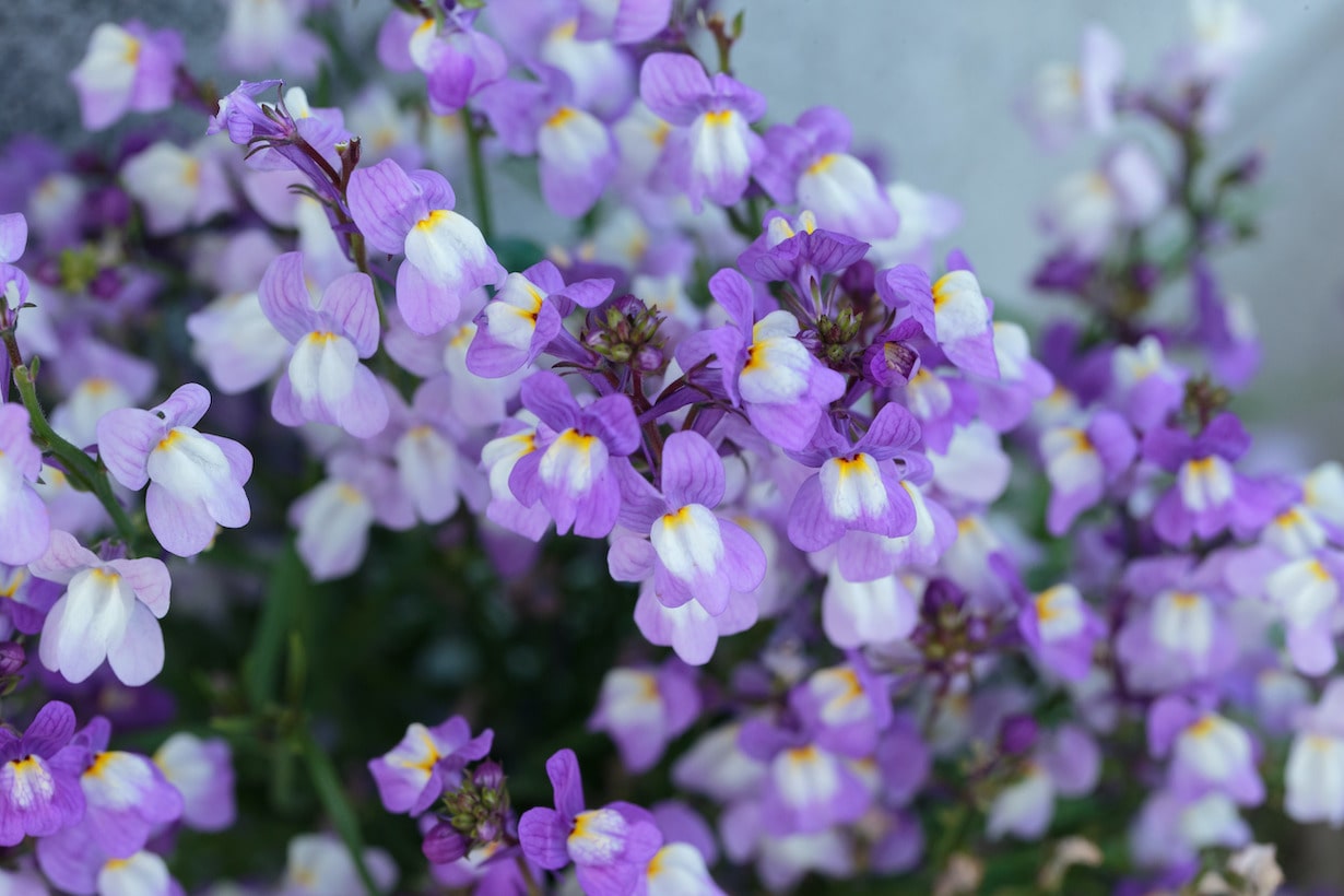 こぼれ種で増えるおすすめの花15選 メリットや注意点も解説 となりのカインズさん