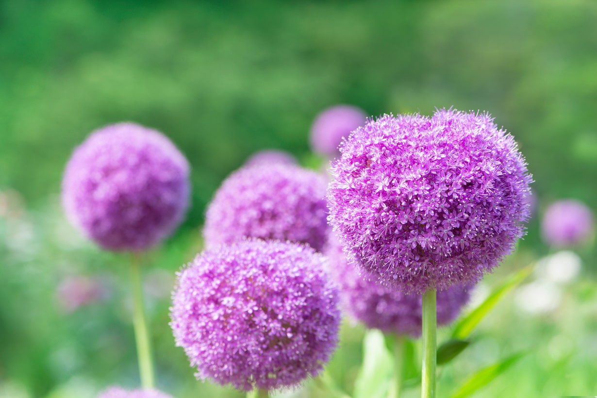 【おすすめの球根の花25選】春・夏・秋植えごとに紹介します | となりのカインズさん
