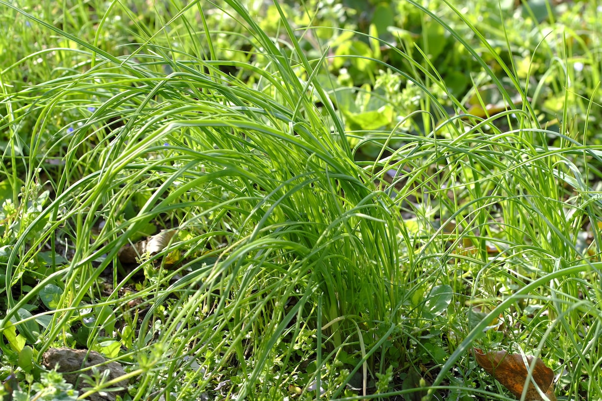 ノビルの育て方】増やし方や食べ方、栽培のポイントを解説！ | となり