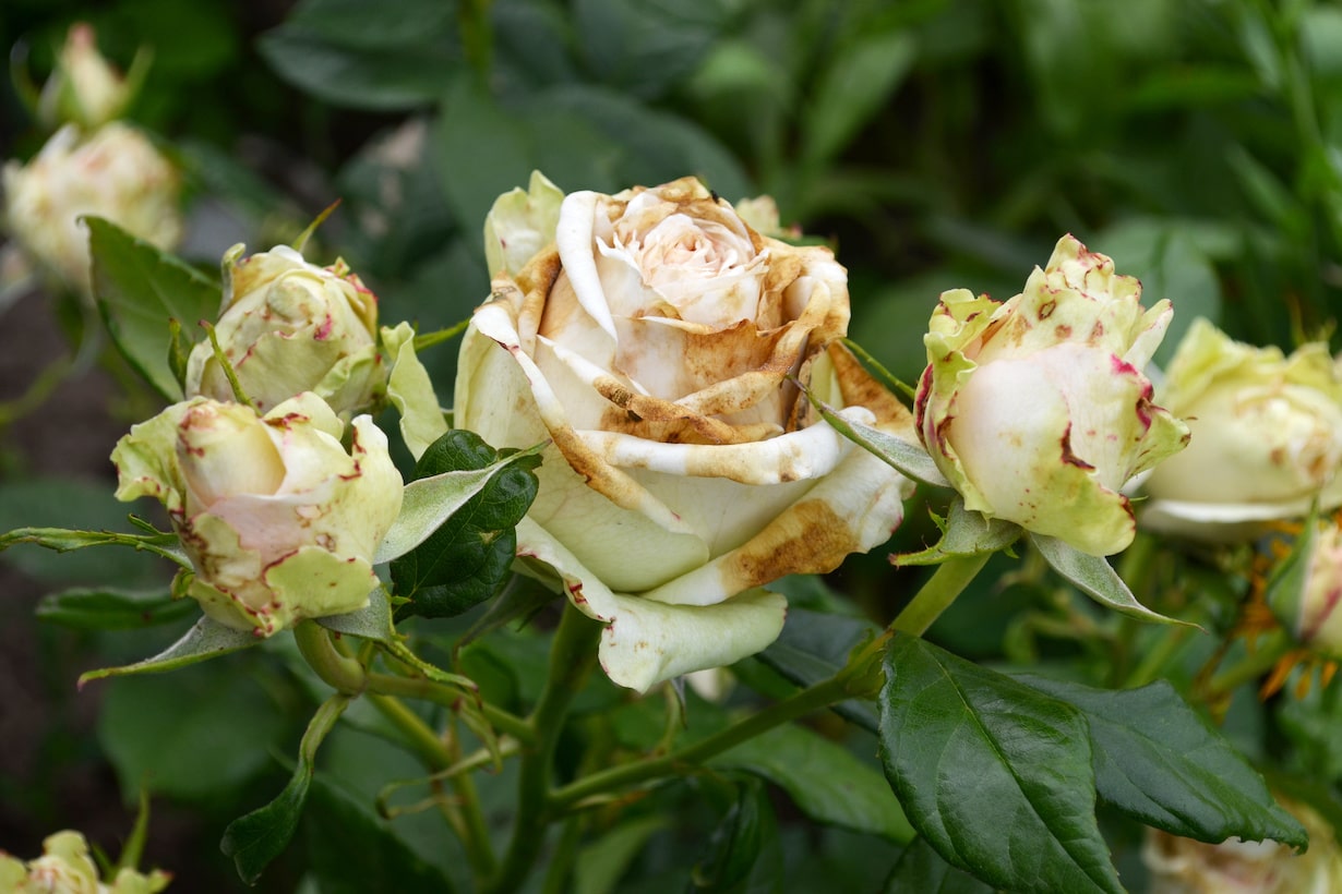 バラの病気を完全対策 葉が白いのはうどんこ病 画像付きで解説 となりのカインズさん