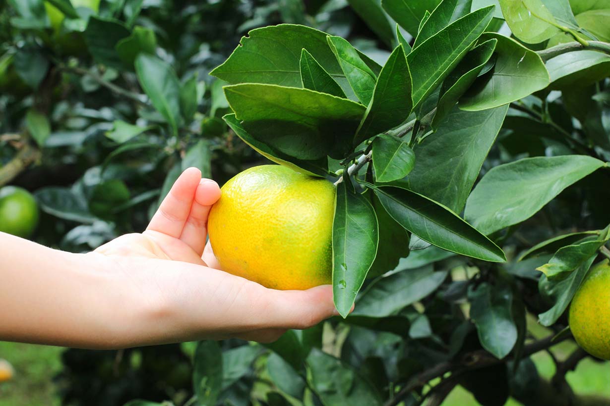 グレープフルーツの育て方|苗木・種から育てる方法や肥料などを紹介します となりのカインズさん