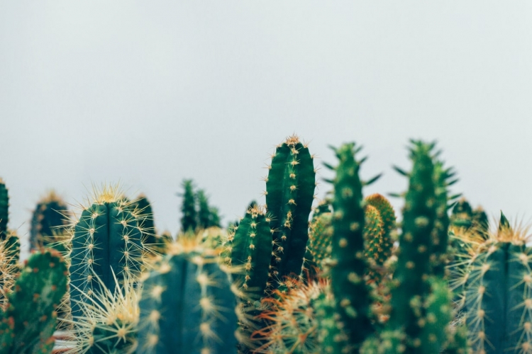 ユニークな形を探そう！サボテンフォトコンテスト