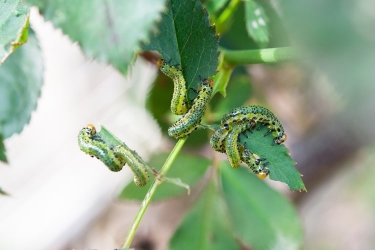 虫除け効果が高いハーブ12選 特徴や室内での活用方法も紹介 となりのカインズさん