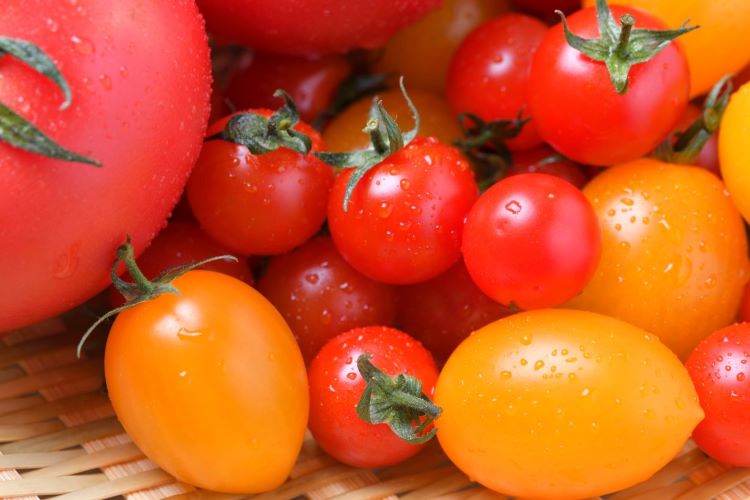 ミニトマトの正しい育て方は？ 注意点やトラブル対処法を解説