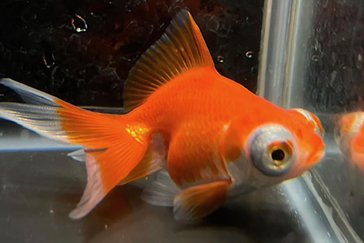 出目金ちゃん ①出目金編】金魚の種類についてあれこれ【思い出話】 | ペット