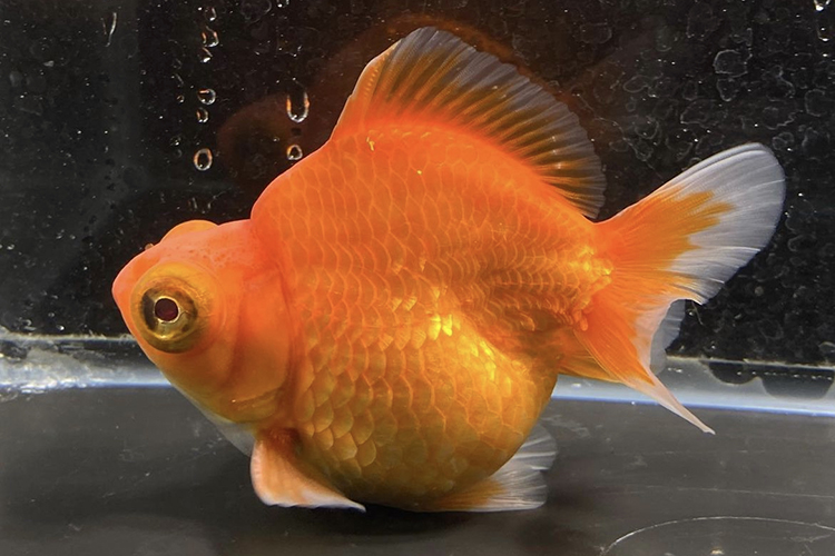 出目金の飼い方は普通の金魚と違う？ 大切な目を傷つけない飼育